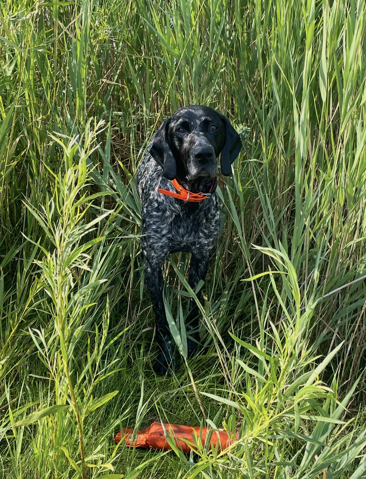 Otis