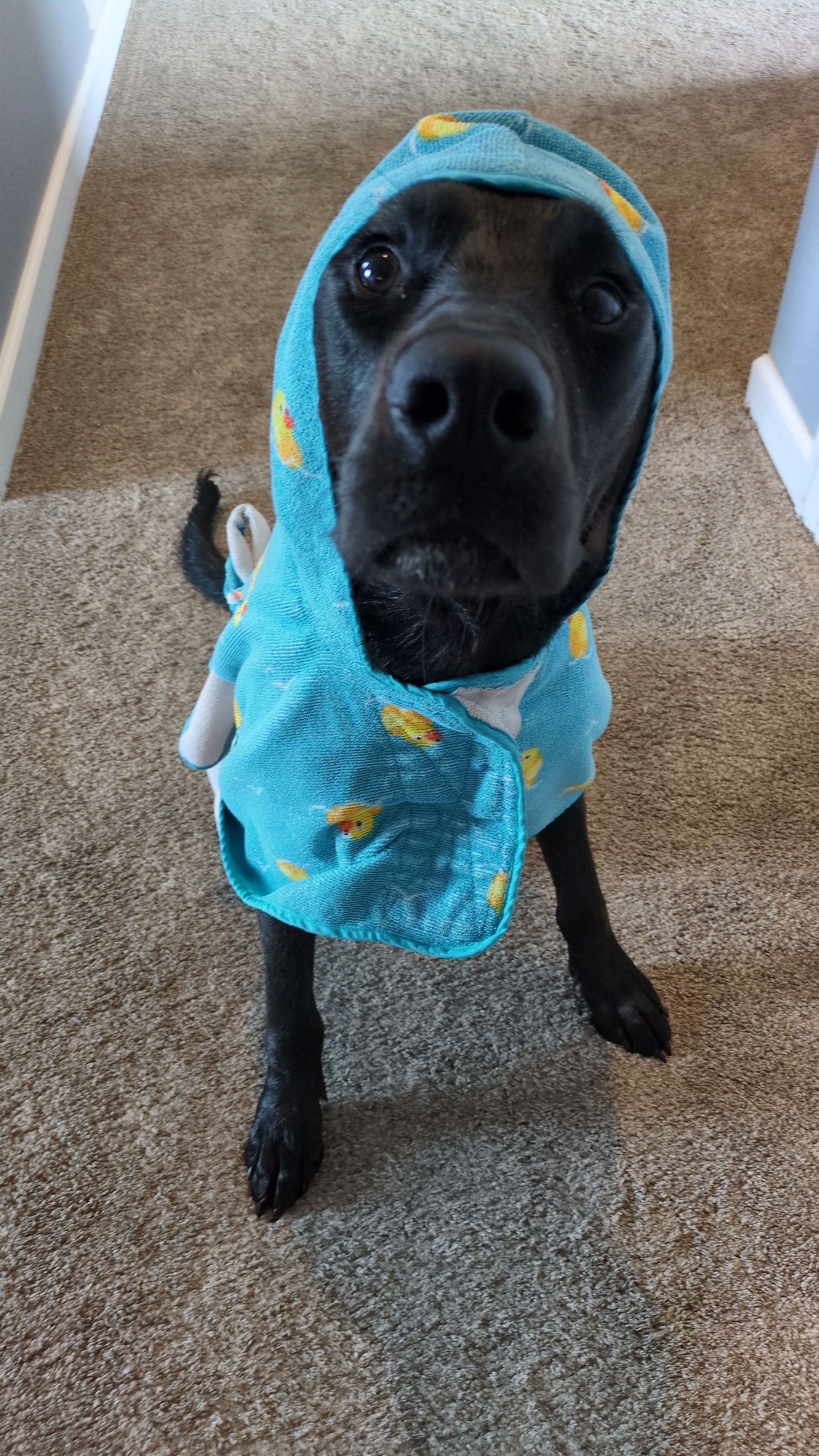 Finn