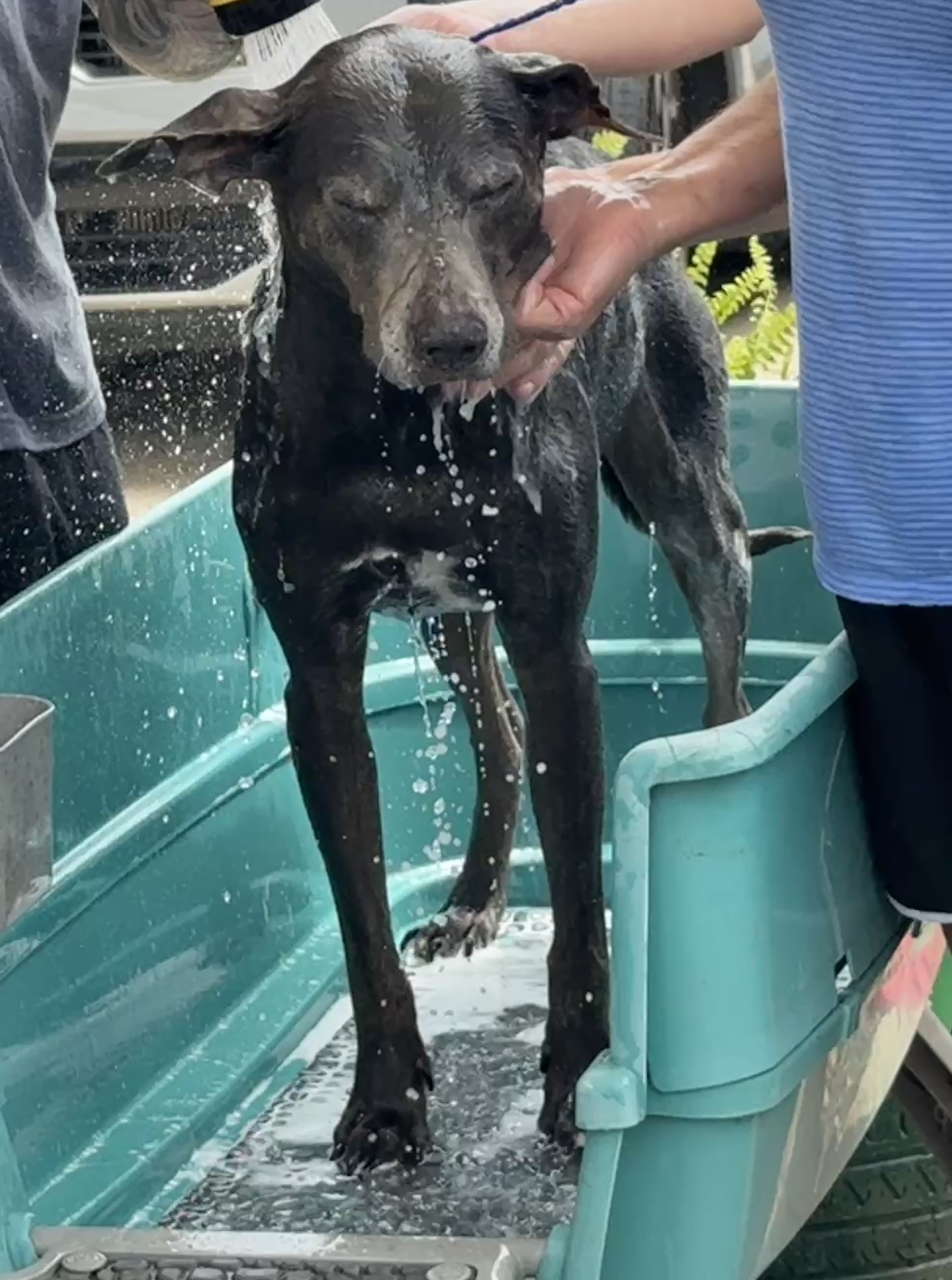 Alex is a Good Boy