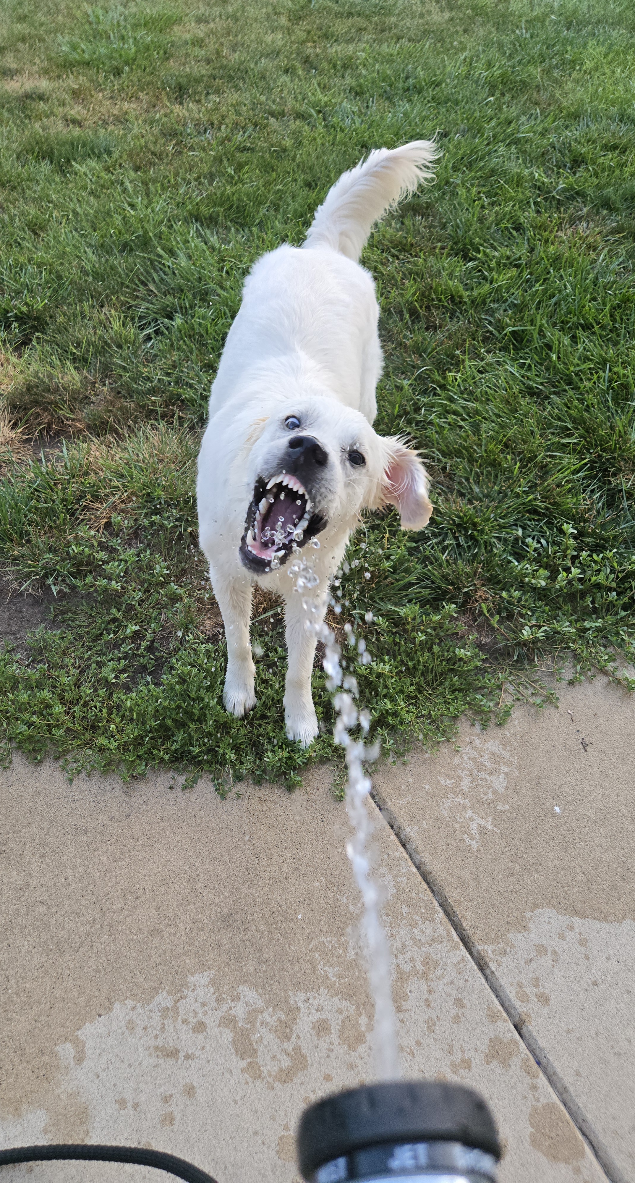 Harper