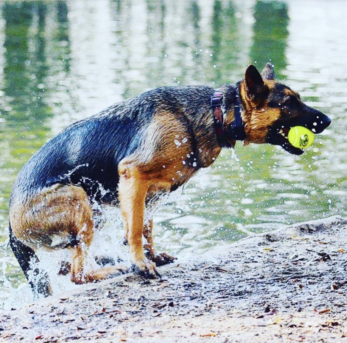 Mya