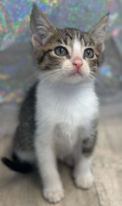 Adoptable Cats