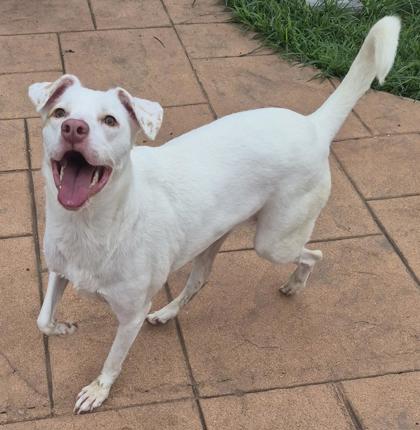 Adoptable Dogs