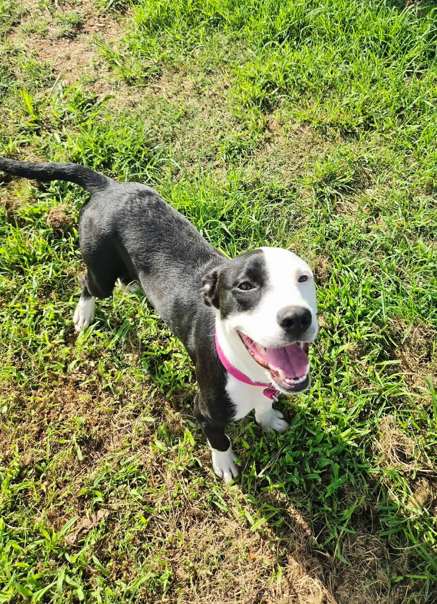 Foster dog