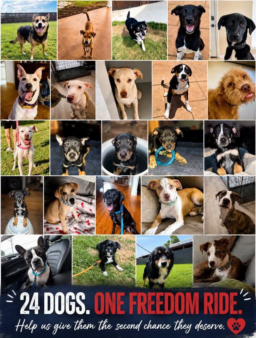 24 dogs fundraised for the Freedom Ride transport — all made it out