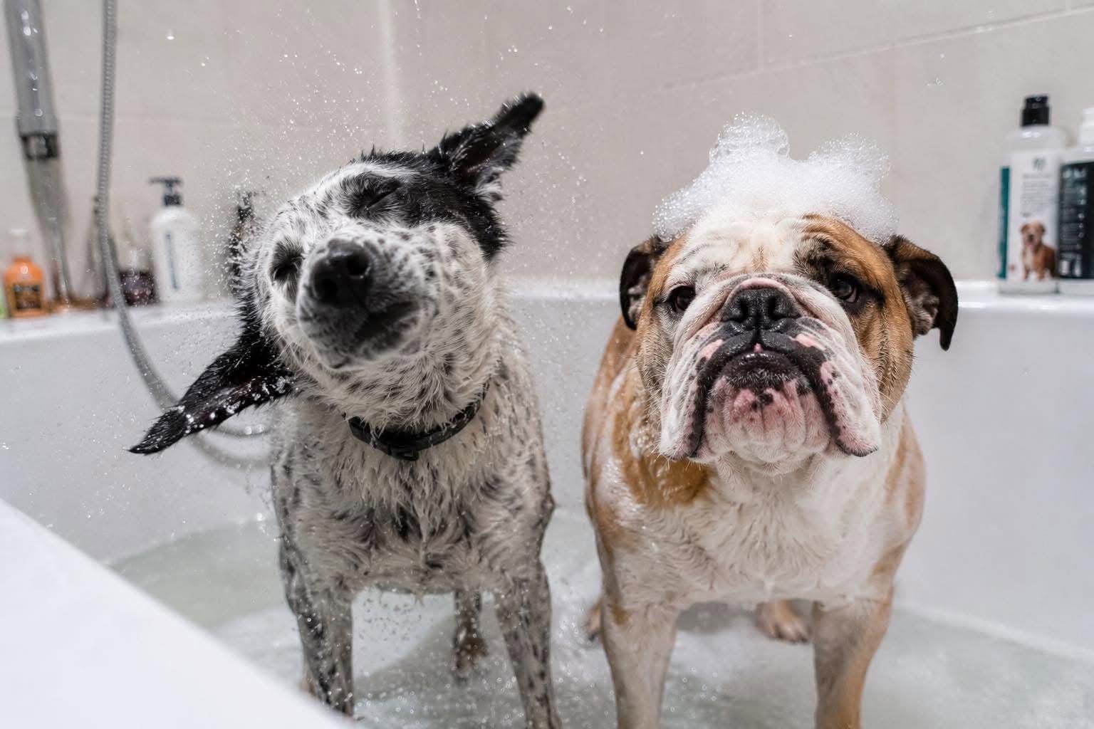 Two wet dogs in a bathtub during bath time