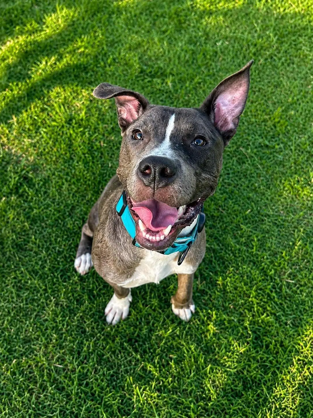 Dog with playful ears